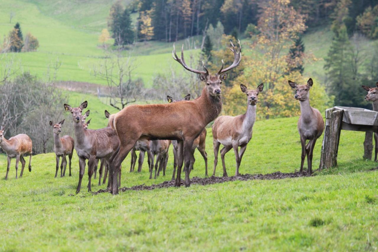 Singerskogel - Ferienhof Und Jausnstub'N Spital Am Pyhrn Buitenkant foto